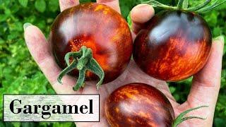 Gargamel - Eine der schönsten Tomatensorten überhaupt! Anbau im Garten & auf dem Balkon