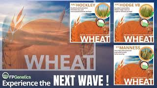 FP Genetics NEXT WAVE Wheat