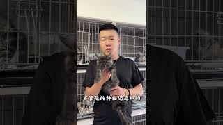 各位猫主子把你家猫咪发在评论区，汤姆帮你看看！#猫咪 #猫咪鉴定 #评论区看看你们的猫