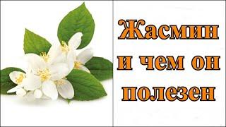 Жасмин - чем он полезен? И кому он противопоказан