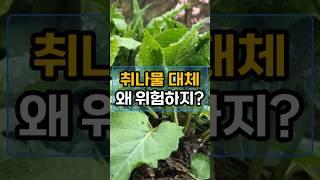 이 나물과 함께 먹으면 위험한 이유! #건강정보  #체중감량 #나물효능 #취나물 #혈관질환