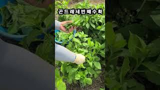 곤드레나물 세번째 수확합니다