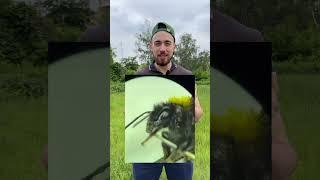Укус пчелы v/s Укус шмеля
