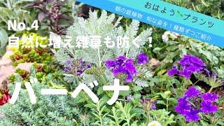 【春の庭植物】NO.4 バーベナが咲き始めました／2022.4.30／自然に増え雑草も防げる植物