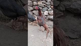 rooster for you video #cheenaaseel#aseelmurga #kingaseel #mianwaliaseels#chickenrecipe #swataseels