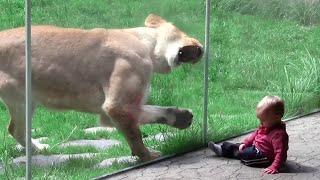 Lion wants to eat a human baby with a si-fi protection shield #1080p