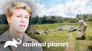 Atrapando y trasladando a diez caimanes enormes | Los Irwin: Robert al rescate | Animal Planet