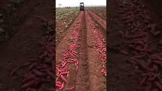 Amazing #Agriculture #Tools #Shorts 54