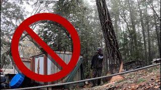 Mastering Back-Leaning Tree Felling: Tips to Stay Calm and Safe