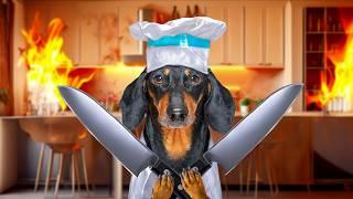 Kitchen Nightmare! Cute & funny dachshund dog video!