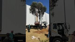 Planting an extremely large Wild Olive for a Commercial warehouse in Krugersdorp! #trees #suntrees