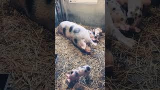 Pigs. Piglets. In Dutch Trip.