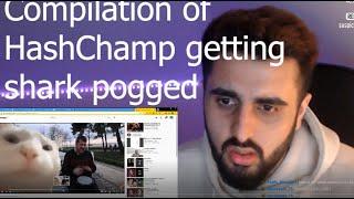 HashChamp getting shark pogged compilation