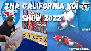 Our Customer Enters AMAZING KOI In California ZNA KOI Show!