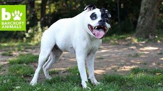 Cuda The Hunchback Hound With A Big Heart: CUTE AS FLUFF