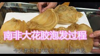 南非大花胶泡发过程—【Maybel 话你知】Africa Fish maw soaking method