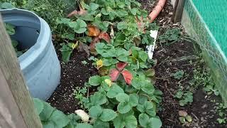 Halloween Tour Of Our Allotment's & Jobs For November In Preparation For An Abundance In 2025