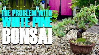 The Problem With White Pine Bonsai