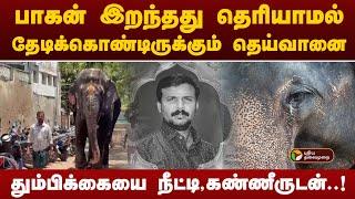 பாகன் இறந்தது தெரியாமல் தேடிக்கொண்டிருக்கும் தெய்வானை..  | Thiruchendur Deivanaie Elephant