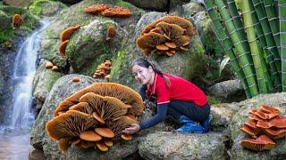 Harvesting Wood Ear Mushroom in Forest to sell | Ella Daily Life