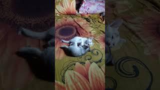 k h TV news cats fighting funny video