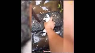 LARGE FROG SPICY COOK | #spicyfrogcurry | #Shortfunny  : Subscribe 