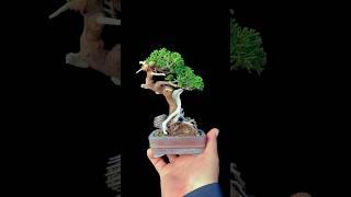 Super Exquisite Juniperus chinensis var.sargentii Mini Bonsai #bonsai #bonsaitree #bonsaï