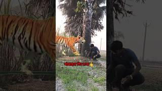 ￼Yar Tera hero khalnayak ho gaya ￼Tree ME ghusne wala animal video #amazing​​ #video​ #golukumarvfx