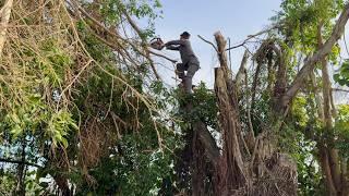 Ficus benjamina L tree war: Nature's fury and tree cutting needs improvement