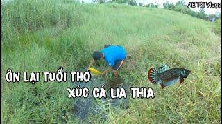 Ôn lại tuổi thơ xúc cá Lia Thia Cực Đẹp [AE Tôi vlogs]