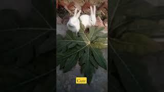 cute rabbit eat papaya leaves #Shorts #shorts #YTShorts