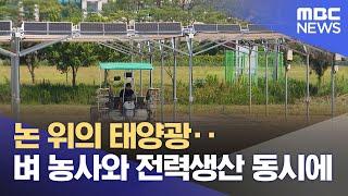 논 위의 태양광‥벼 농사와 전력생산 동시에 (2025.06.16/뉴스투데이/MBC)
