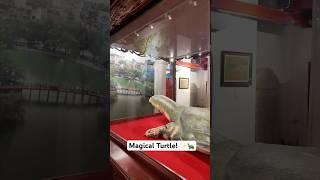 Magical Turtle in Vietnam!  #shorts #vlog