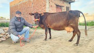 ਬਿਲਕੁਲ ਜਾਇਜ ਰੇਟ 15ਲੀਟਰ ਵਾਲੀ ਜਰਸੀ ਕਰੋਸ। cows for sale/vadiya farm/8-3-25