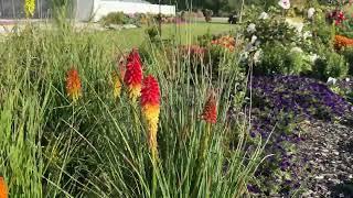 12 Full Sun Deer Resistant Perennials for your Garden