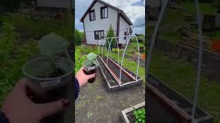 Самодельный огуречник, который сам себя поливает!!!️‍