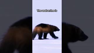 Wolverine vs Honey Badger: Nature’s Most Savage Showdown