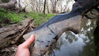 I found an old gun during a very exciting Murray cod lure fishing session