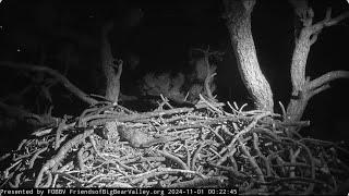 Jackie and Shadow's night song, Fiona FOBBV CAM Big Bear Bald Eagle Live Nest - Cam 1