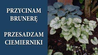 Jak przyciąć BRUNERĘ po przekwitnięciu / Brunera Variegata / Nowe miejsce dla ciemierników/MrsGarden