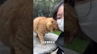 捡猫攻略：3步轻松收服街头流浪猫#街头流浪猫话题# #养宠经验分享话题# #流浪猫话题# #流浪猫领养话题# #关爱流浪猫话题# #捡猫话题# #猫咪话题# #猫咪日常话题# #收养流浪猫话题#