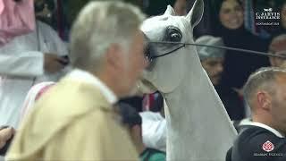 GCAT Muscat 2025   Senior Mares Championship