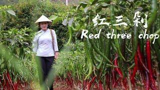 I picked some red chili and tomatoes to make a red Yunnan home-cooking dish: Red Three Chops