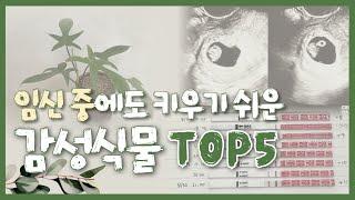 식물태교는 처음입니다:) 임신 중에도 키우기 쉬운 알아서 잘자라는 감성 인테리어 식물 🪴