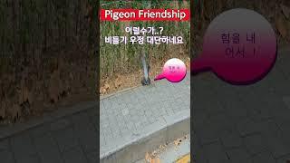 비들기의 우정 , 삶의 중요한 교훈,작은 비들기가 보여준 커다란 사랑와 우정 가슴속에 간직 하렵니다. 조관형 [신사박사]️010-5213-4884