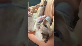 猫咪很享受 主人一定要试一试！ #foryou #cat #catvideos