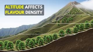 Why Does Coffee Flavour Change By Region?