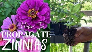 How To Propagate Zinnias With Updates!!