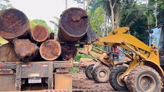 Duas Carregadeiras levantando uma tora de Angelim Pedra no manejo florestal. Mafia da tora