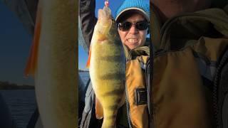 Late Fall Big Perch #perch #fishing #bigfish #wow